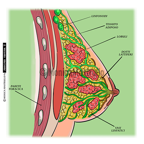 Il seno in gravidanza - Dott.ssa Monica Mastrullo
